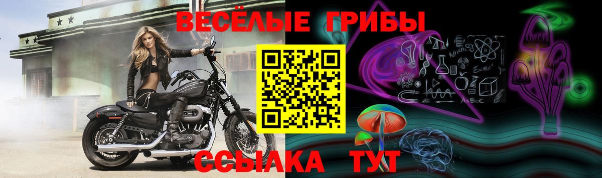 Псилоцибиновые грибы MAGIC MUSHROOMS  Чайковский  Псилоцибиновые грибы Psilocybe 